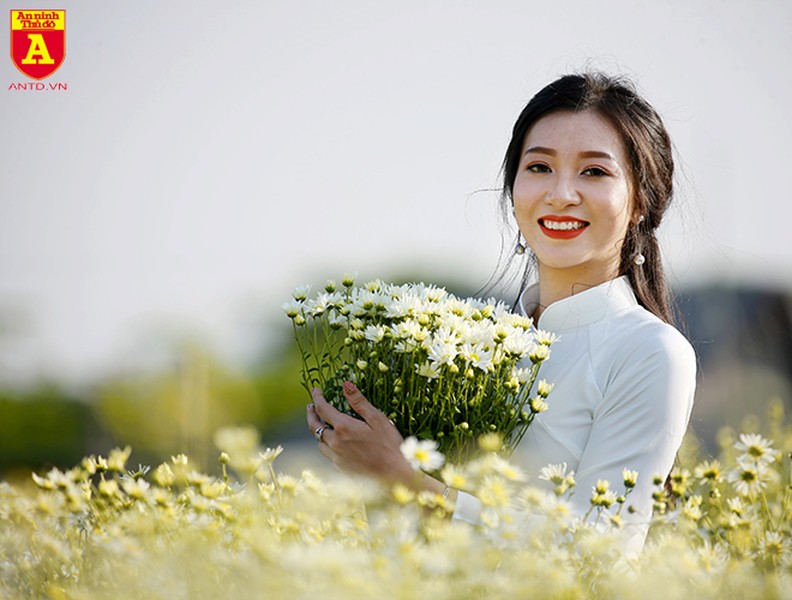 Ngẩn ngơ ngắm hoa khôi sinh viên Hà Nội khoe sắc bên cúc họa mi